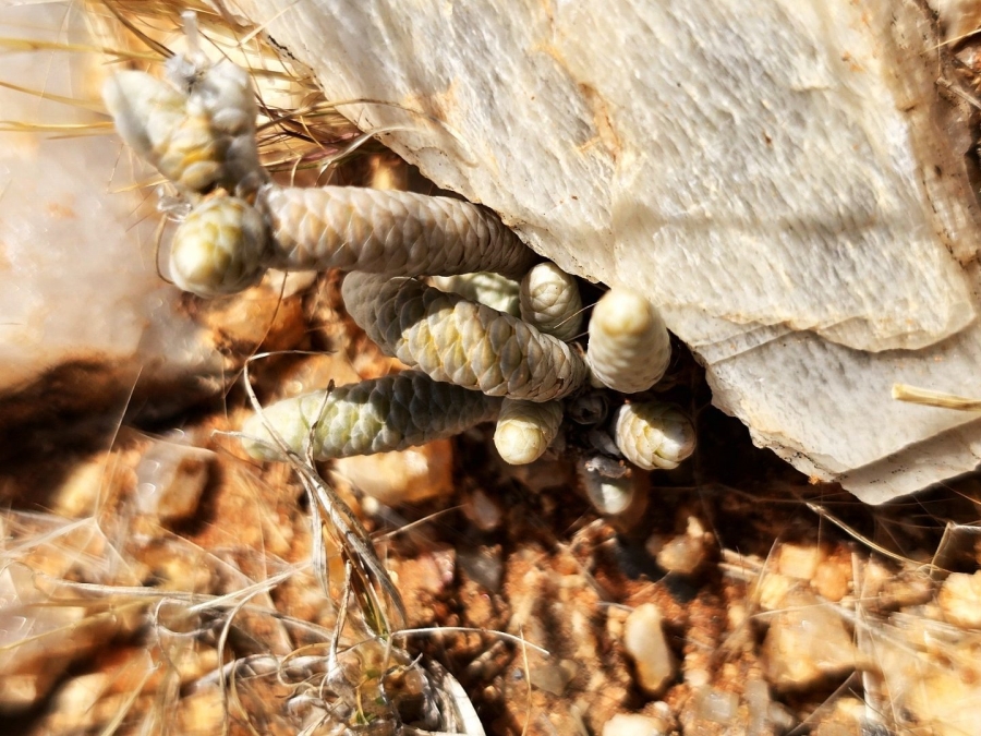 Commercial Property for Sale in Kenhardt Northern Cape